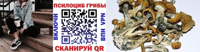 мега tor  Городец  Псилоцибиновые грибы Cubensis 